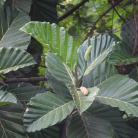 Artocarpus nobilis Thwaites